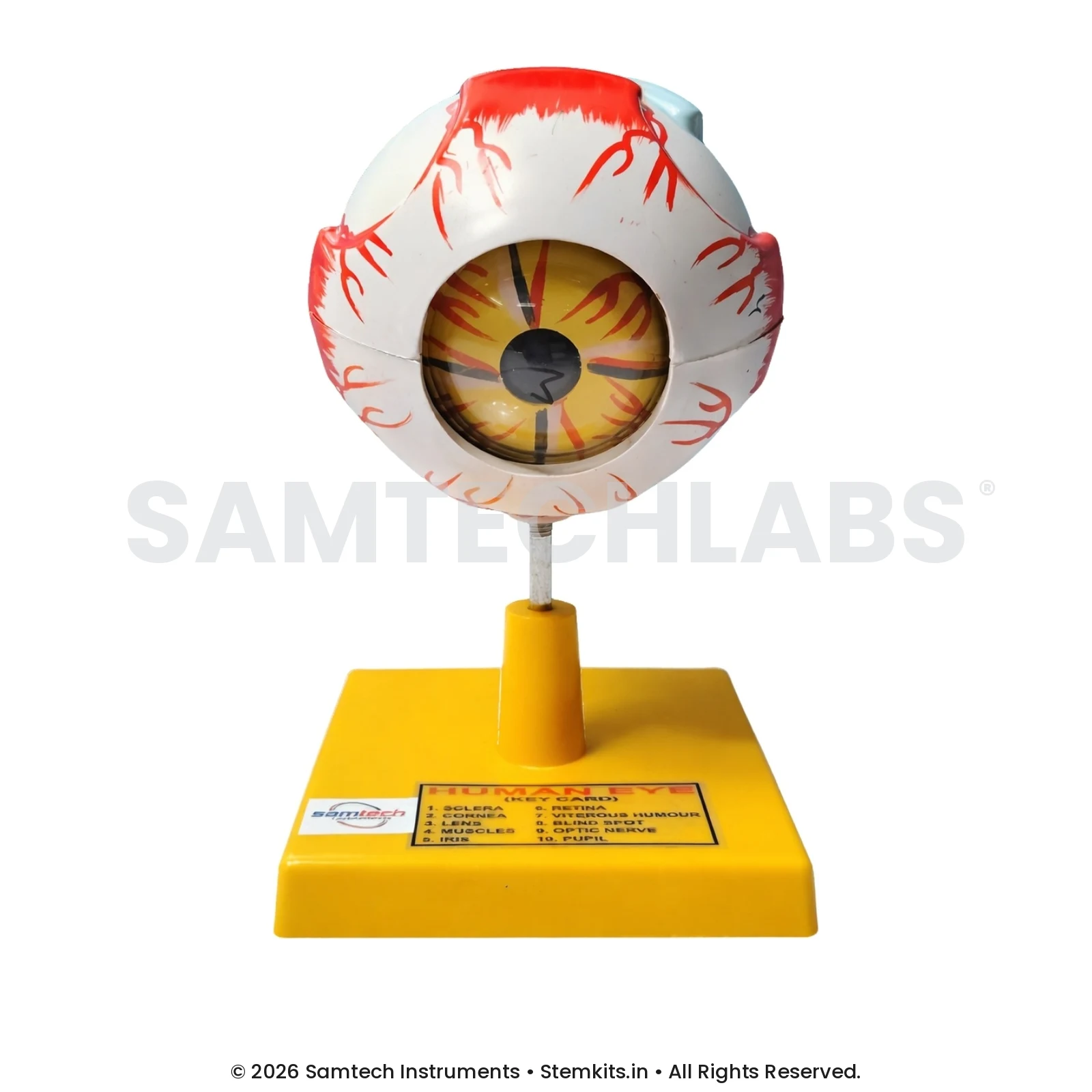 Human Eye Model - Small manufacturer in India