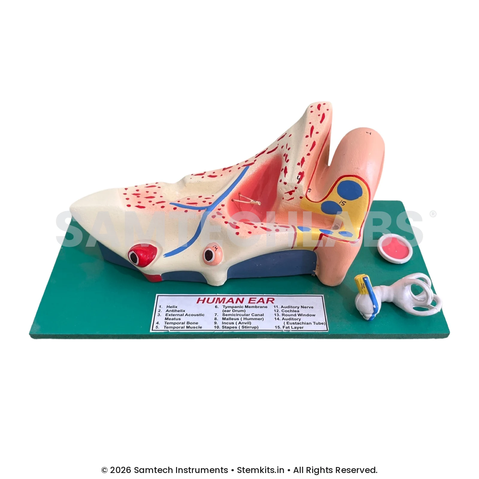 Human Ear Model - Medium manufacturer in India