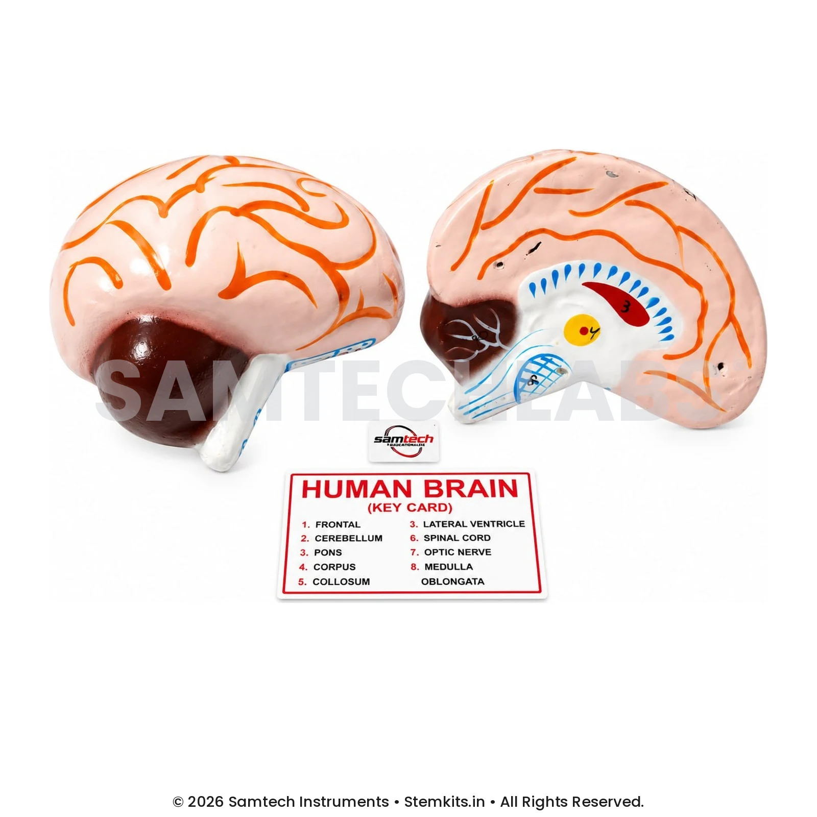 Human Brain Model - Regular manufacturer in India