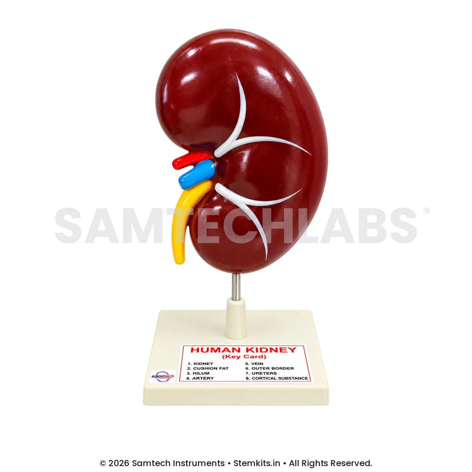 Human Kidney Model - Jumbo manufacturer in India