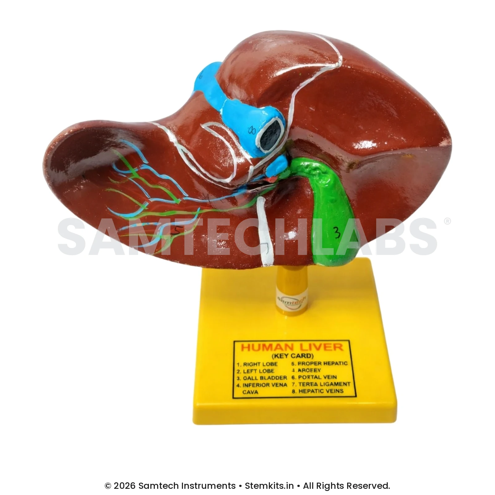Human Liver Model - Regular manufacturer in India