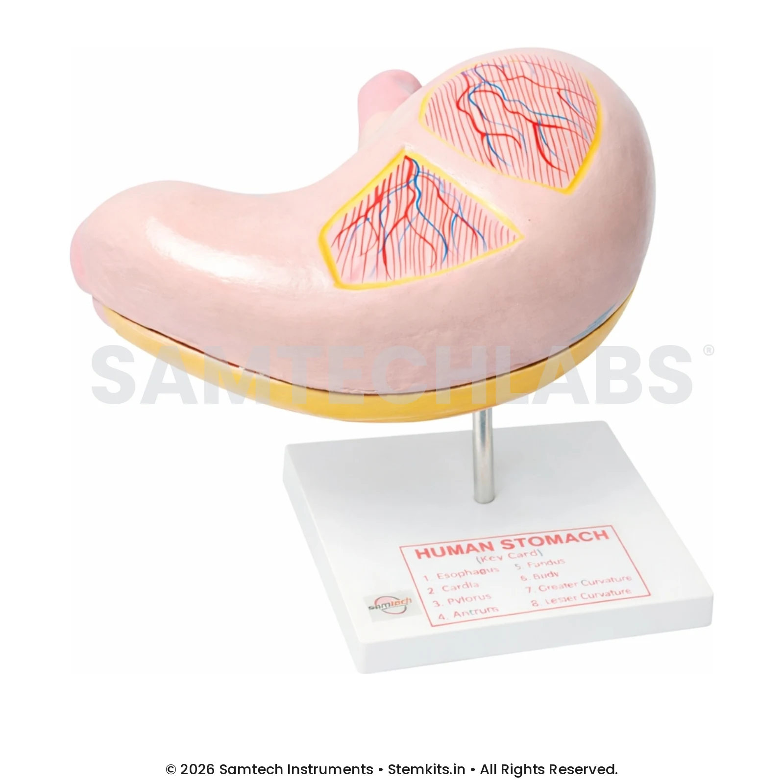 Human Stomach Model - Jumbo manufacturer in India