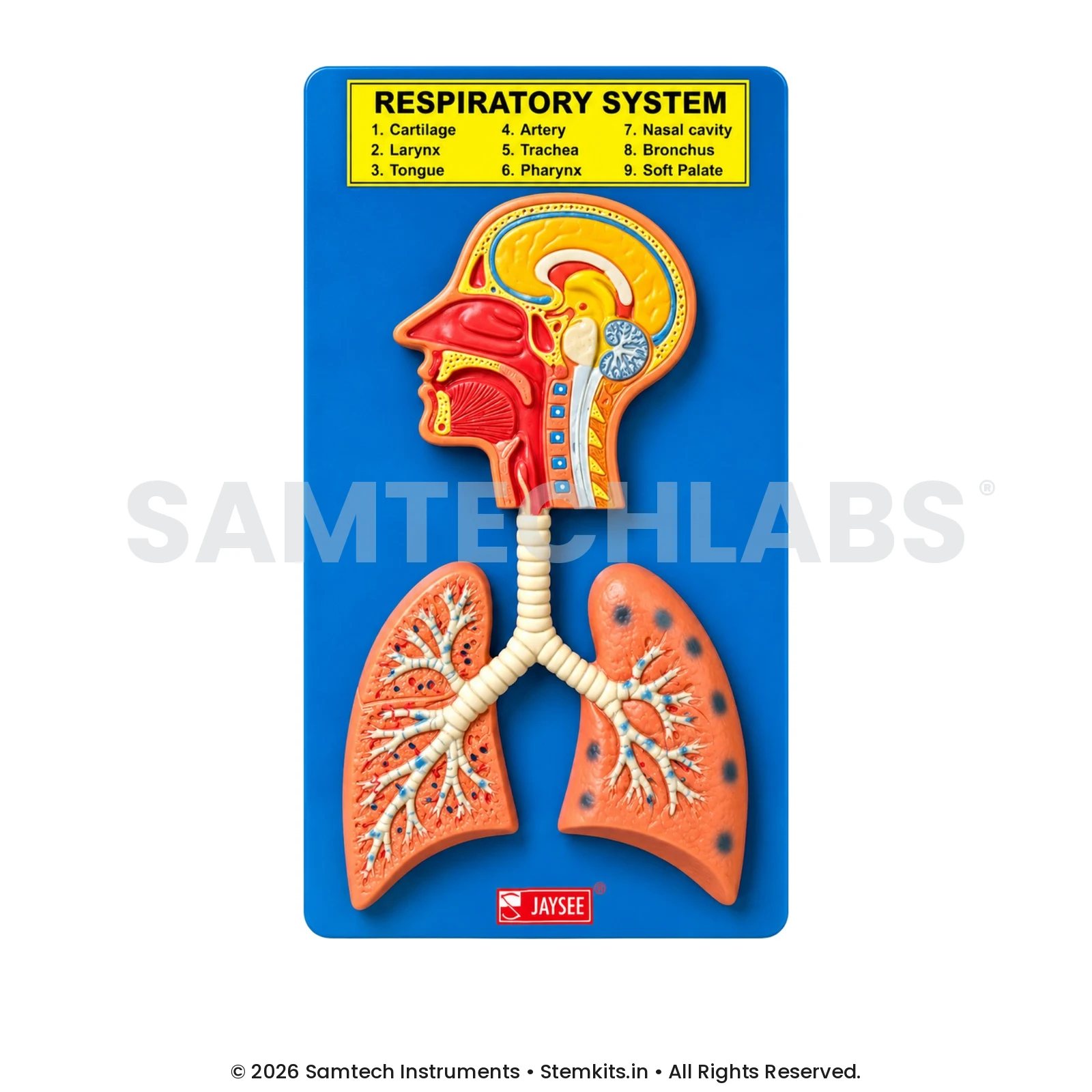 Human Respiratory System Model manufacturer in India