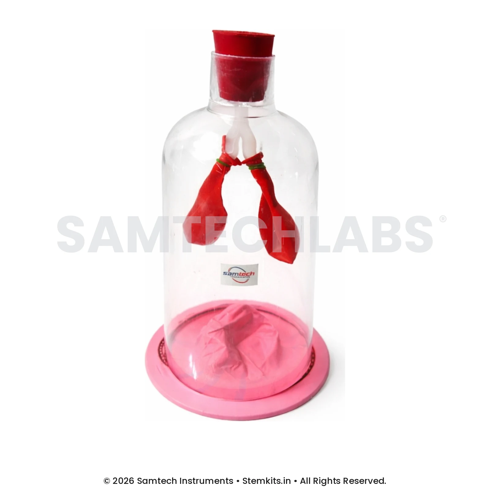 Lungs Model in Bell Jar manufacturer in India