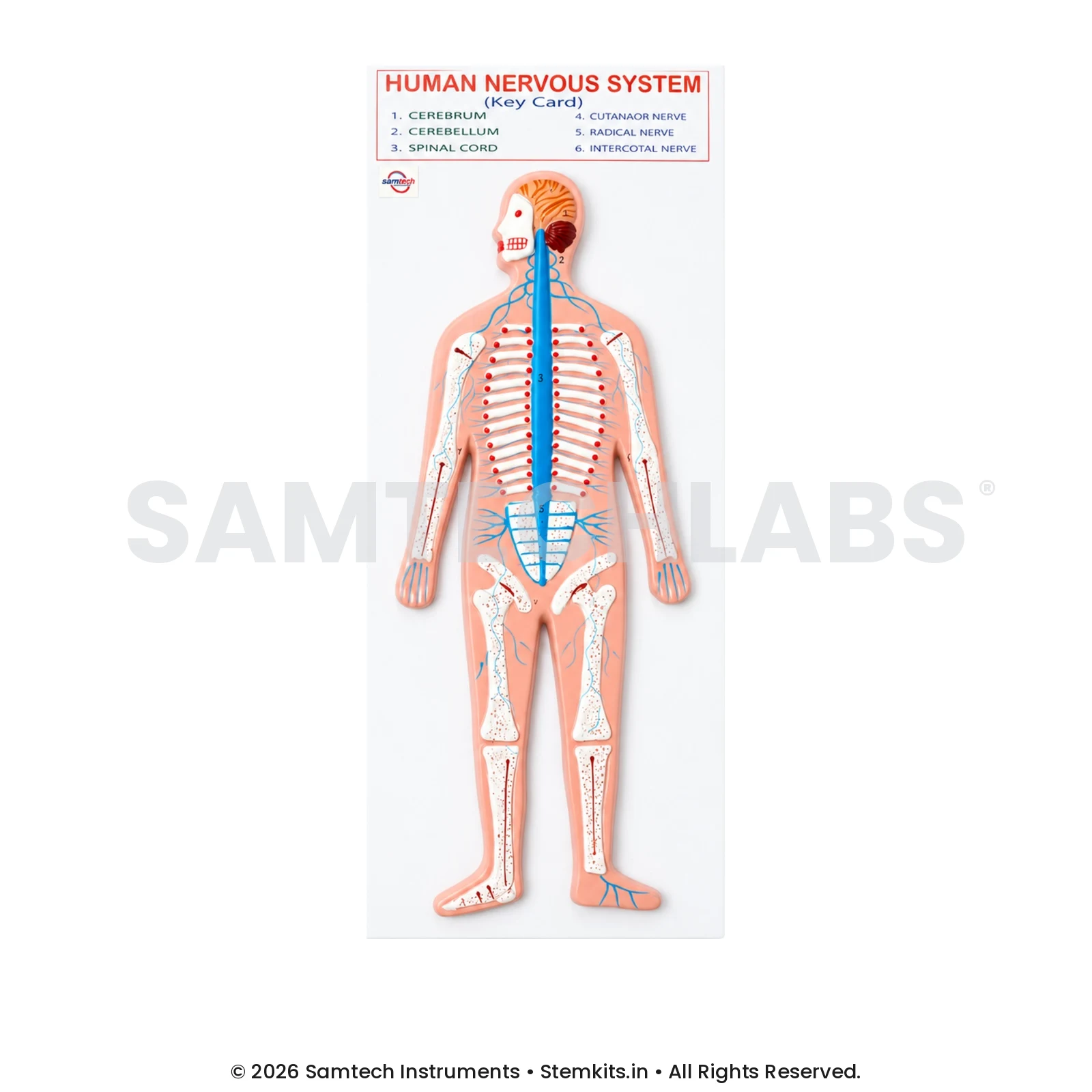 Human Nervous System Model - Small manufacturer in India