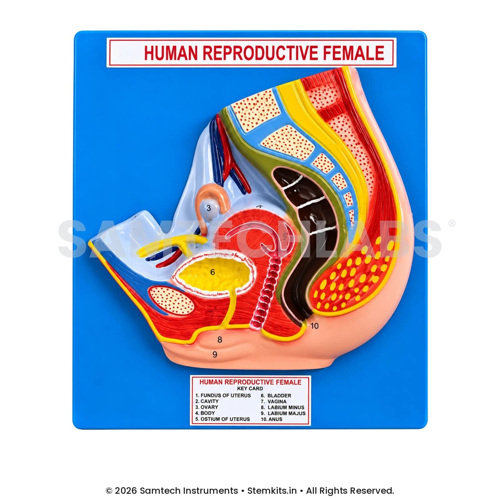 Female Reproductive System Model - Small manufacturer in India