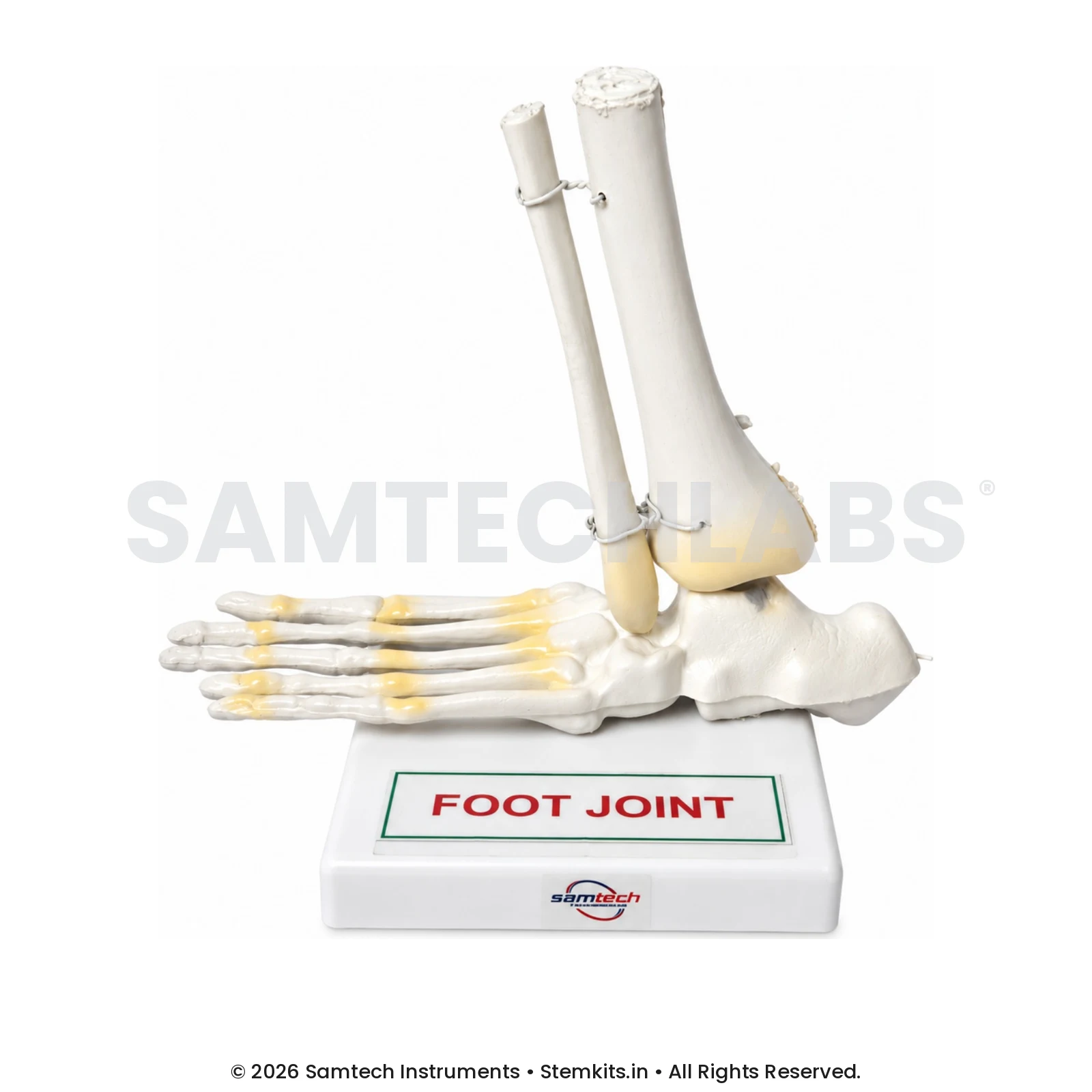 Foot Joint Model manufacturer in India