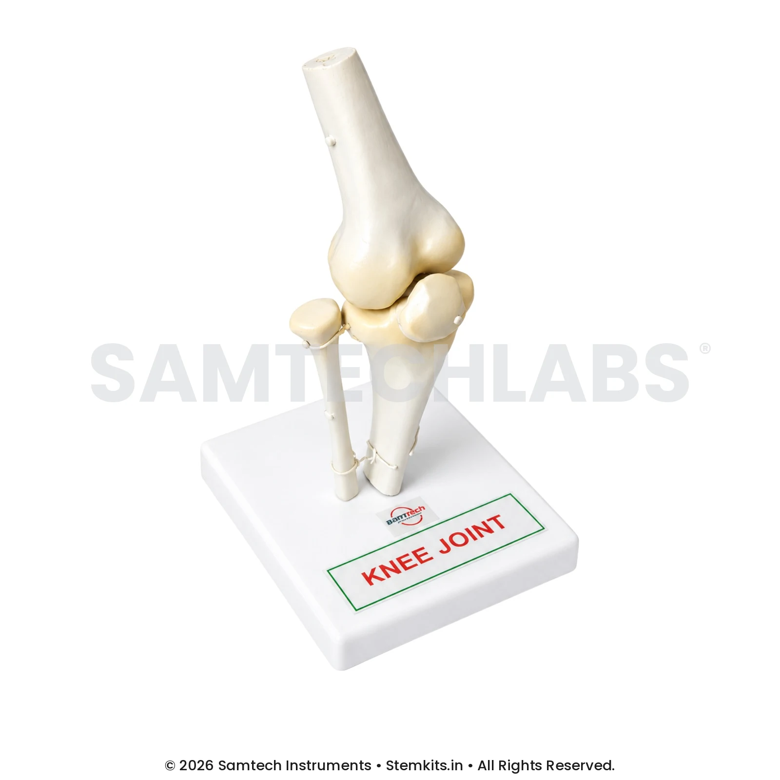 Knee Joint Model manufacturer in India