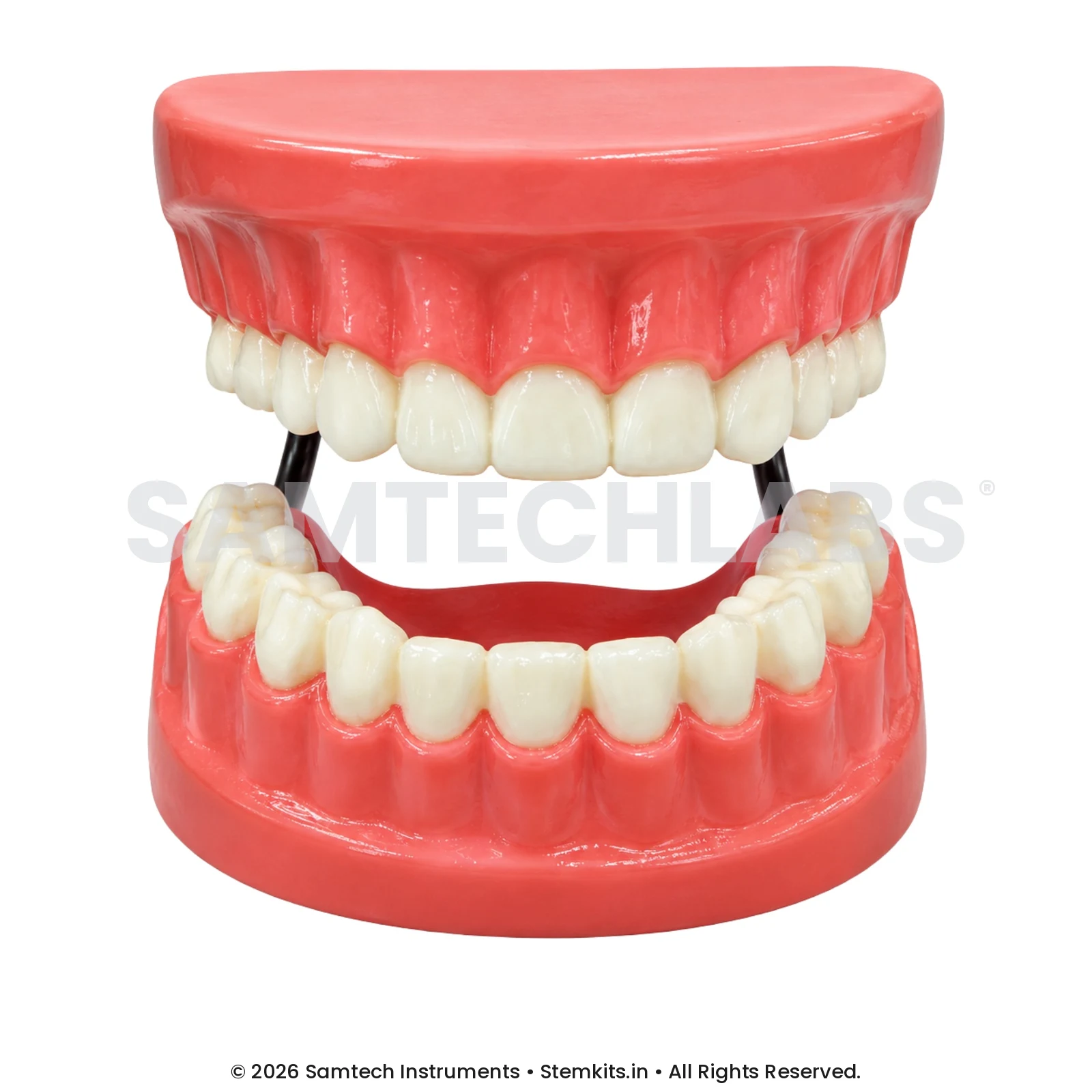 Human Teeth Model - 3D manufacturer in India