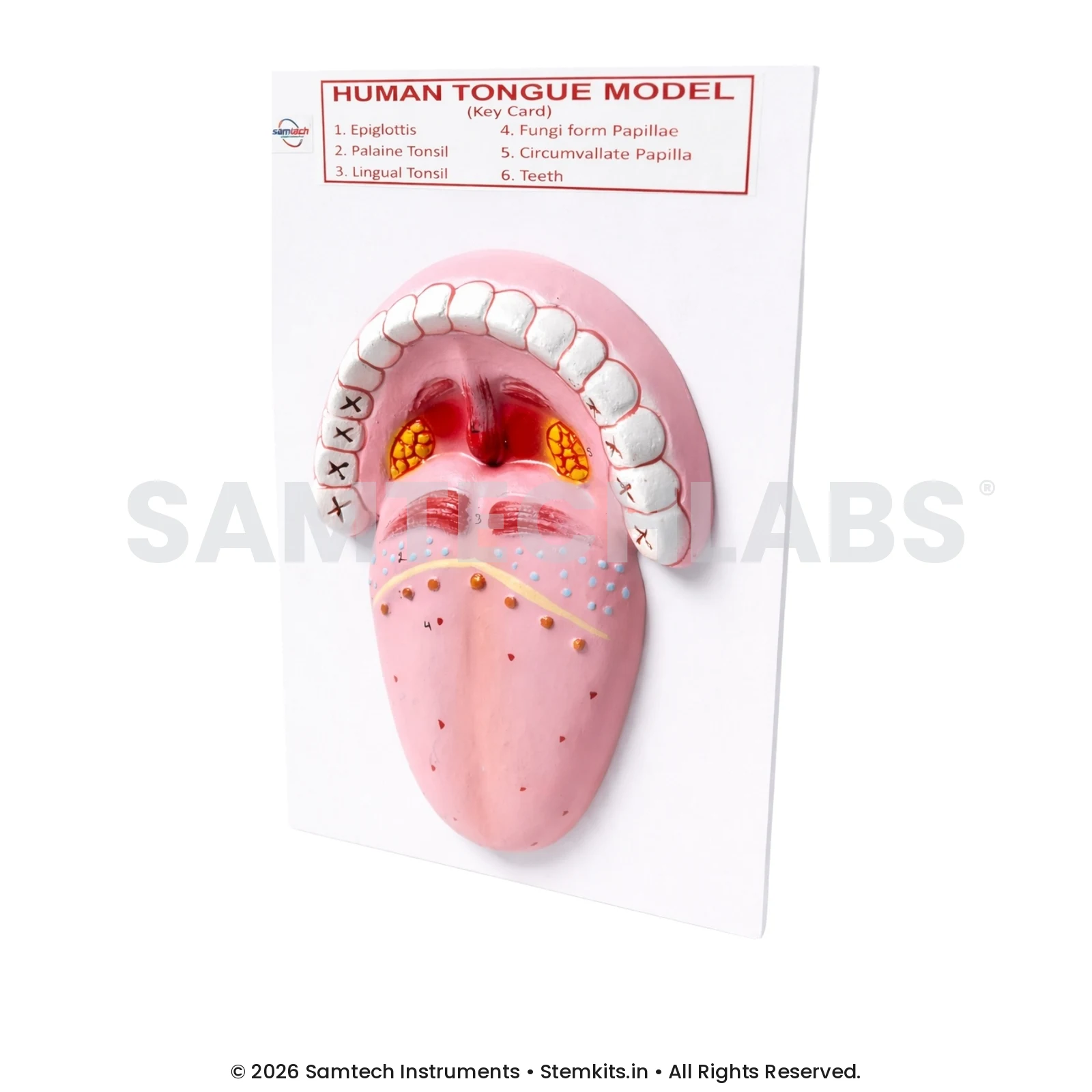 Human Tongue Model manufacturer in India