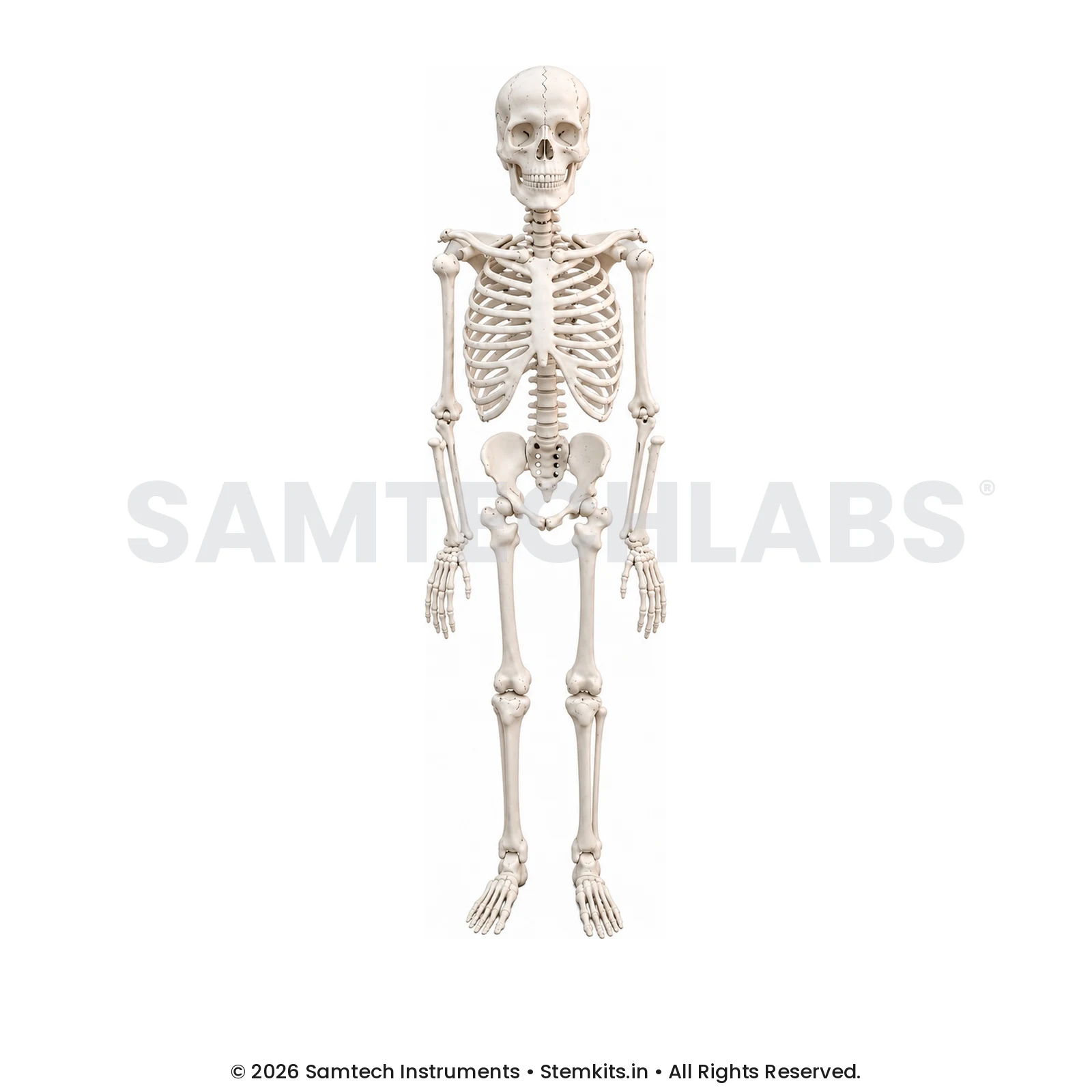 Human Skeleton Model - 5 Feet manufacturer in India