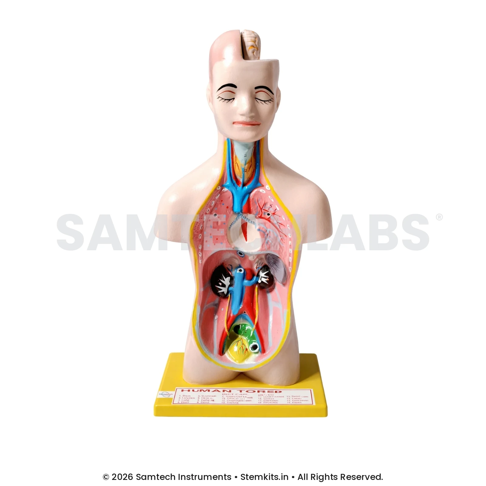 Human Torso Model - Small manufacturer in India