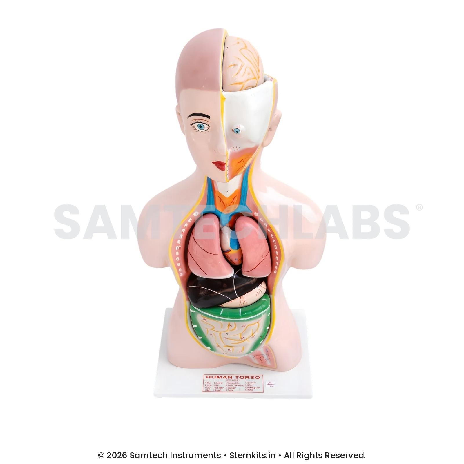 Human Torso Model - Big (8 parts) manufacturer in India