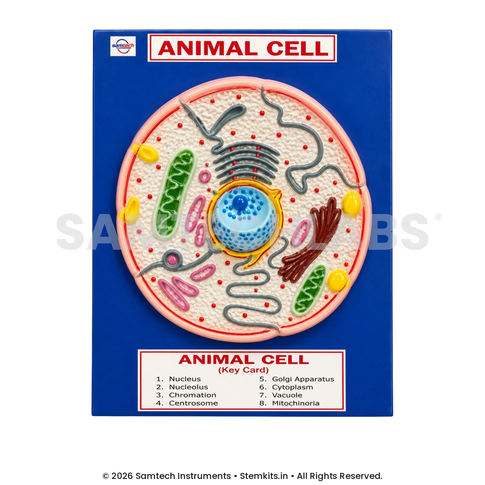 Animal Cell Model - Big manufacturer in India