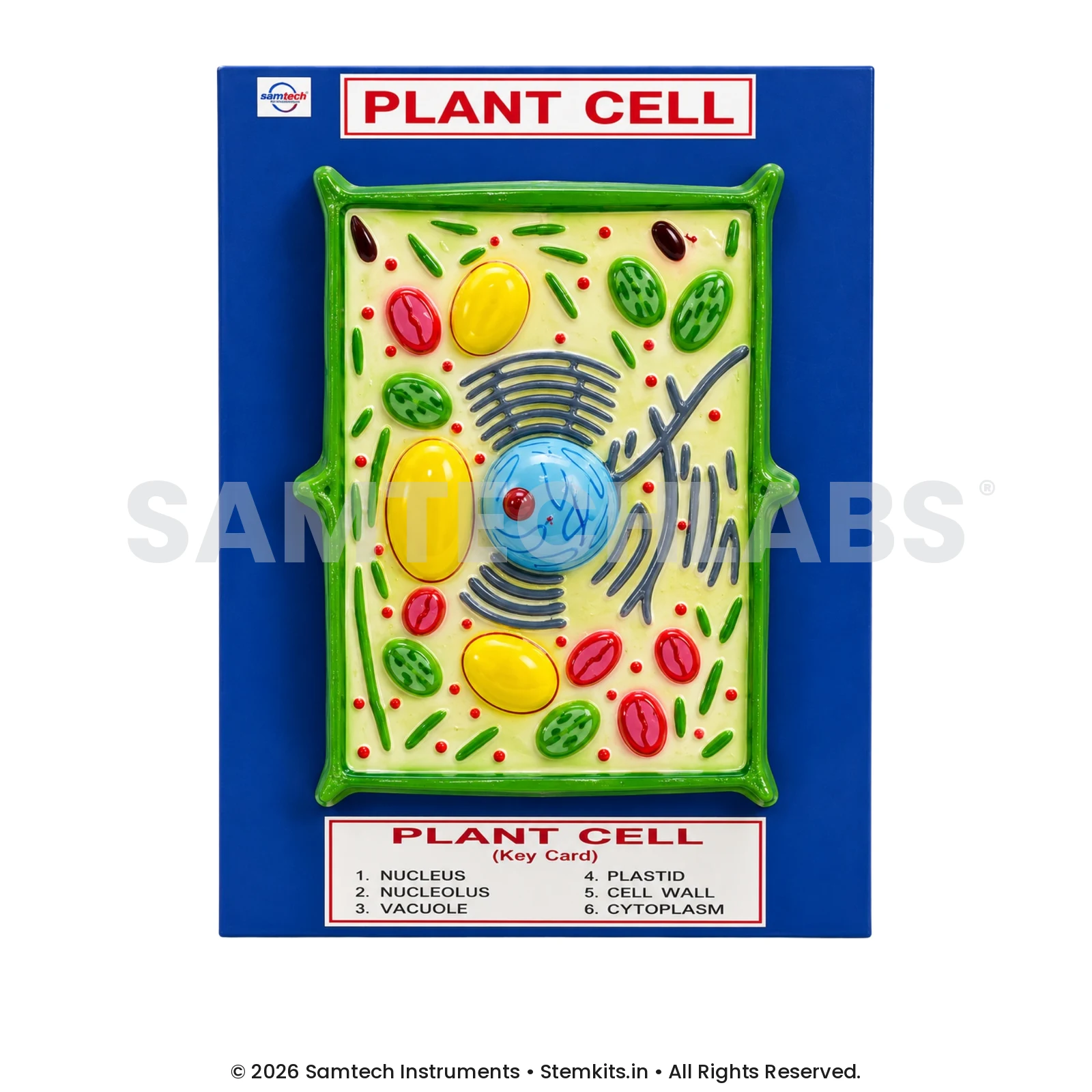 Plant Cell Model - Big manufacturer in India