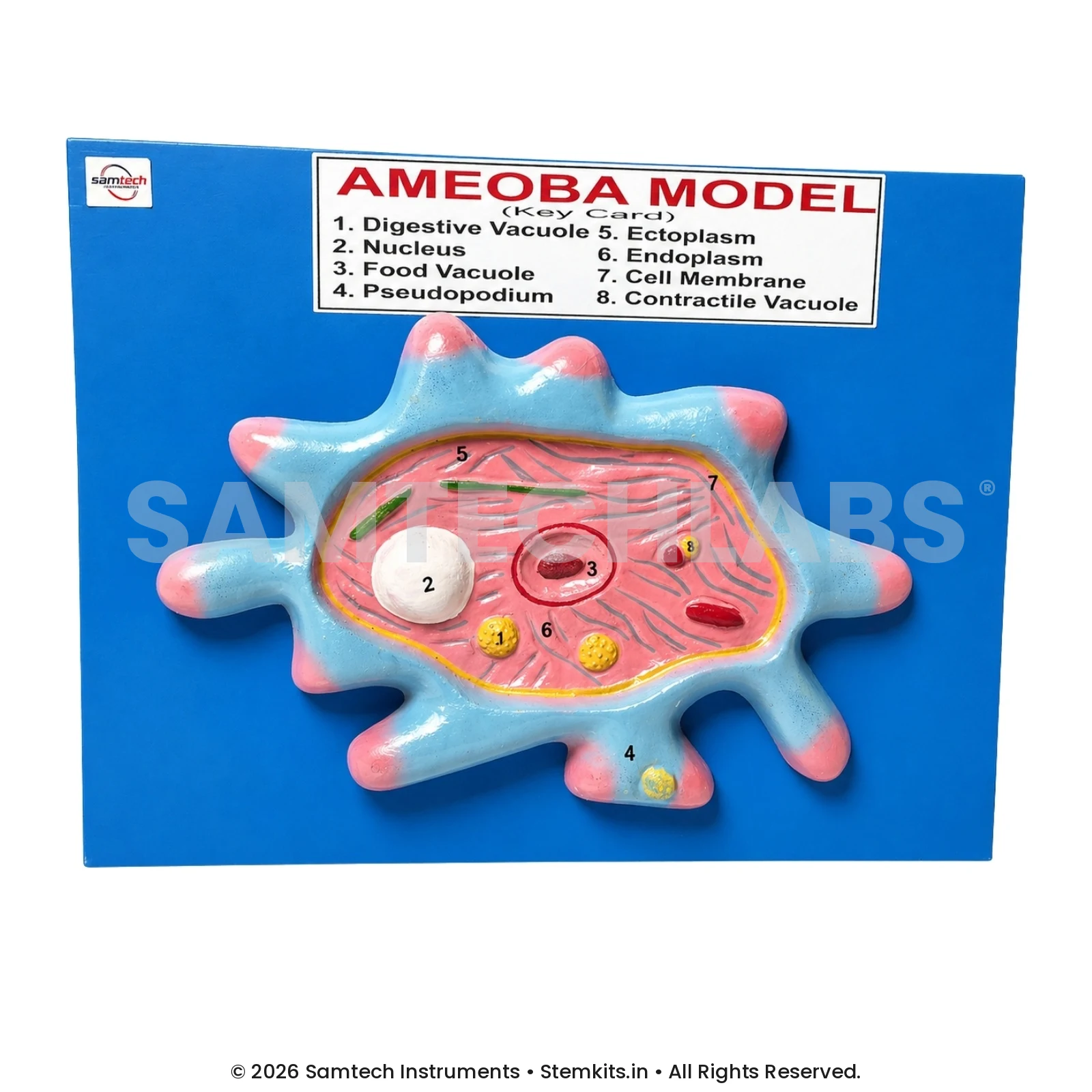 Amoeba Model manufacturer in India