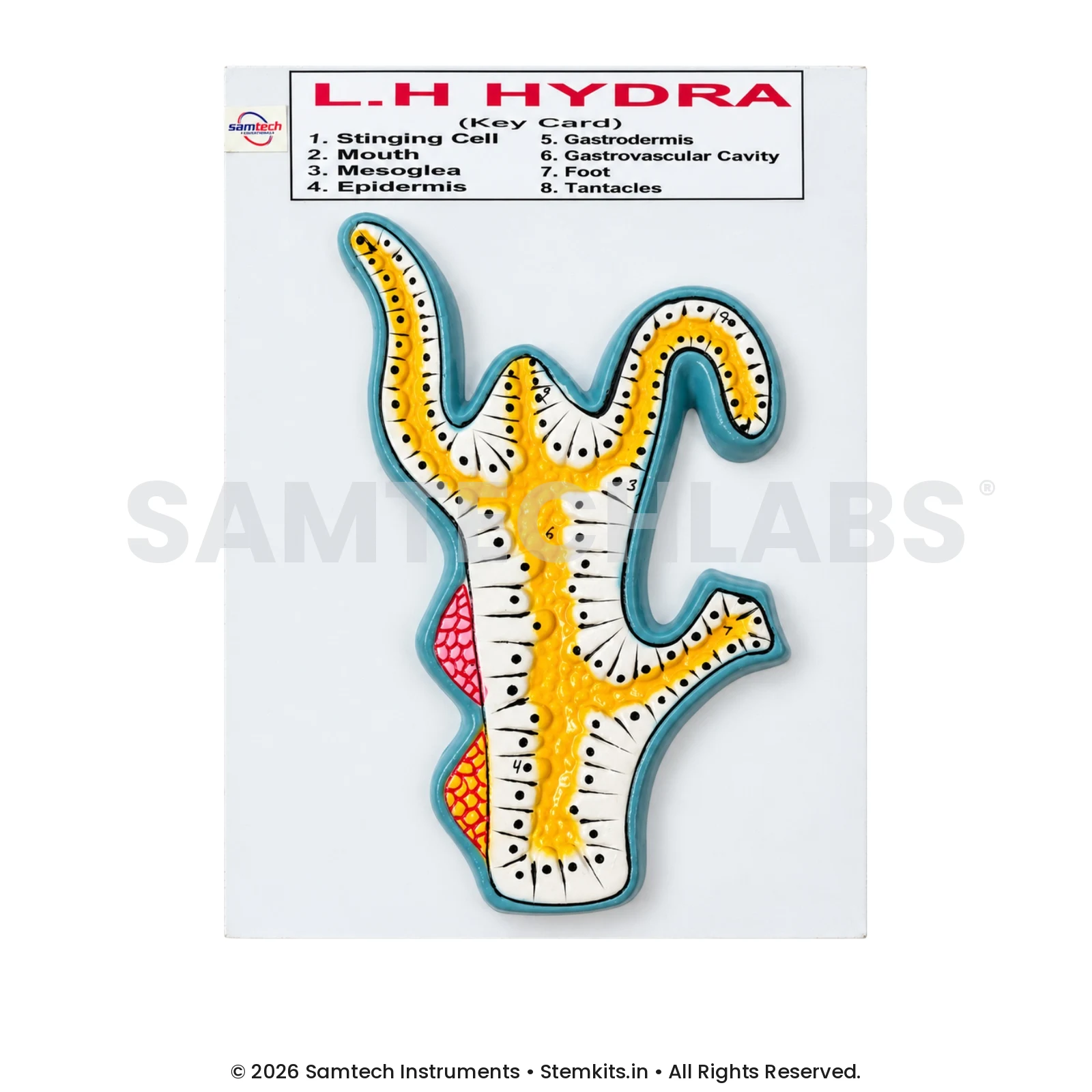 Hydra Model manufacturer in India