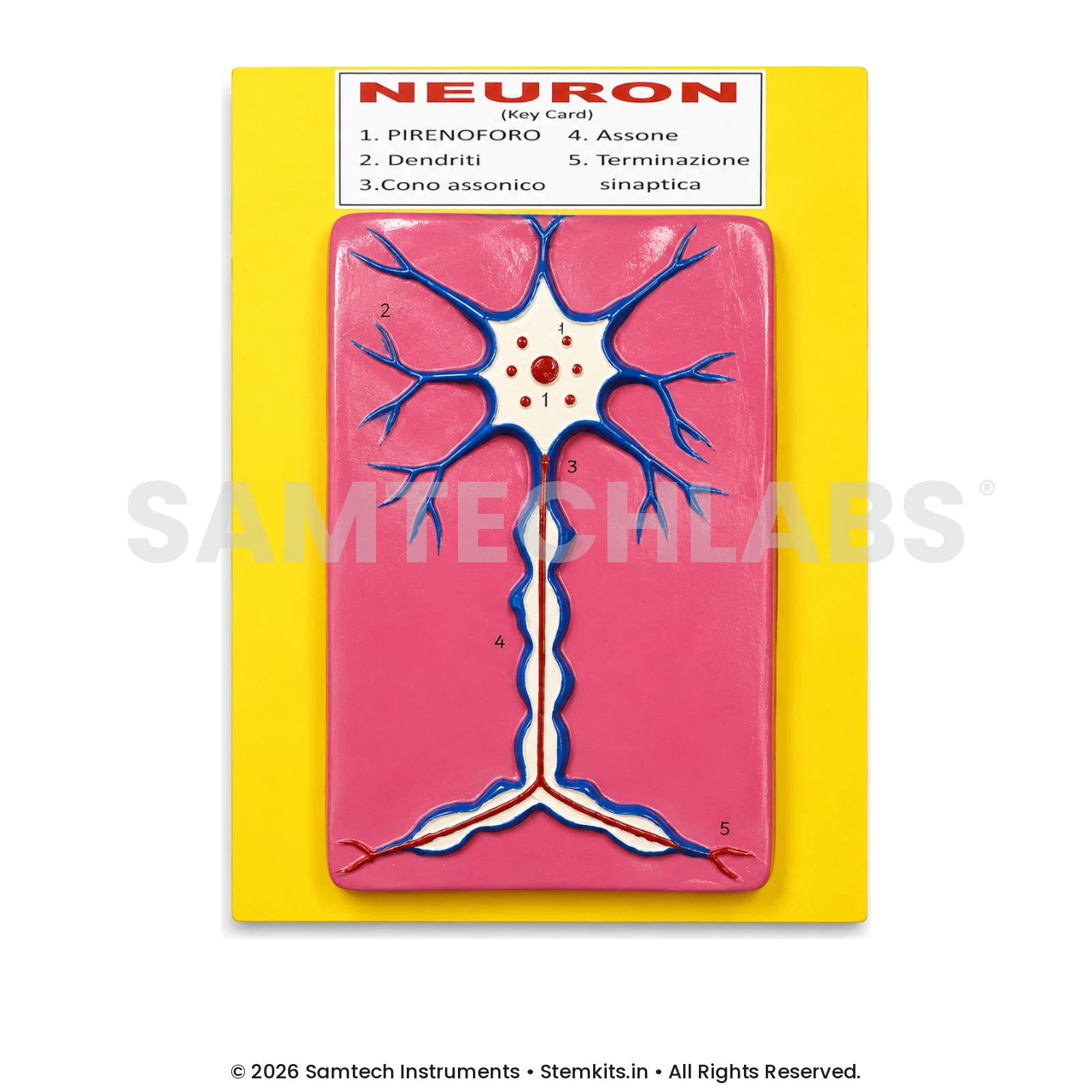 Neuron Model manufacturer in India