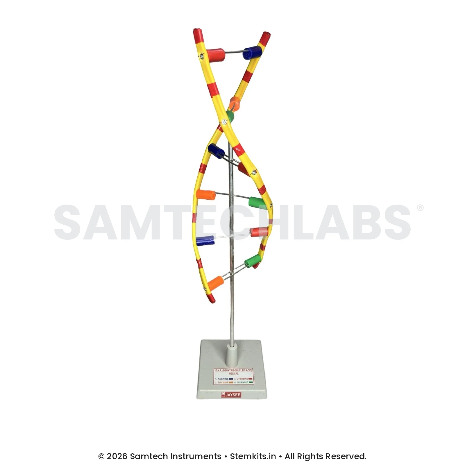 DNA Model manufacturer in India