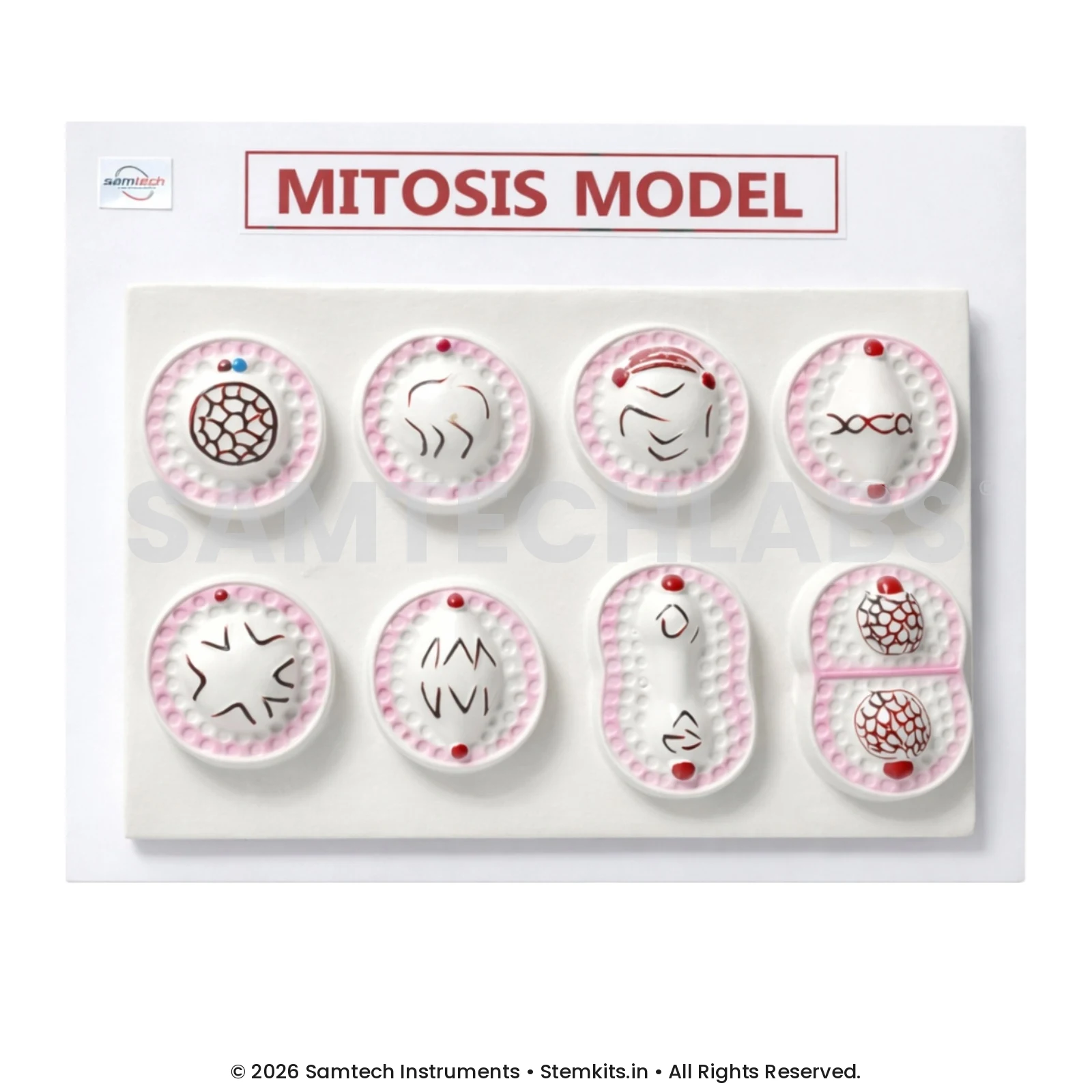 Mitosis Model manufacturer in India