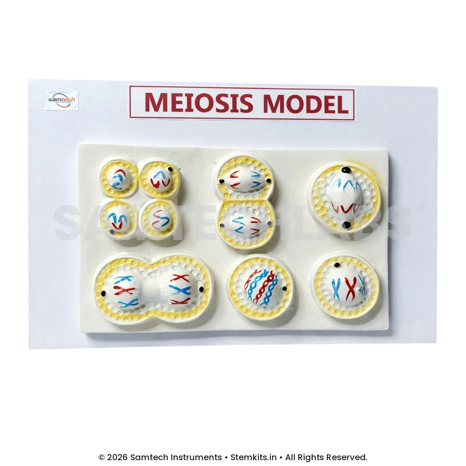 Meiosis Model manufacturer in India