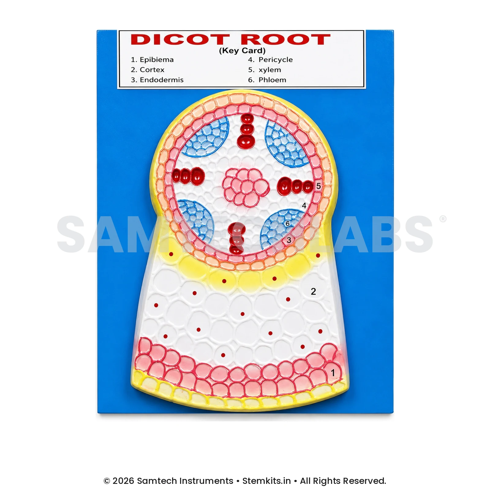 Dicot Root Model manufacturer in India