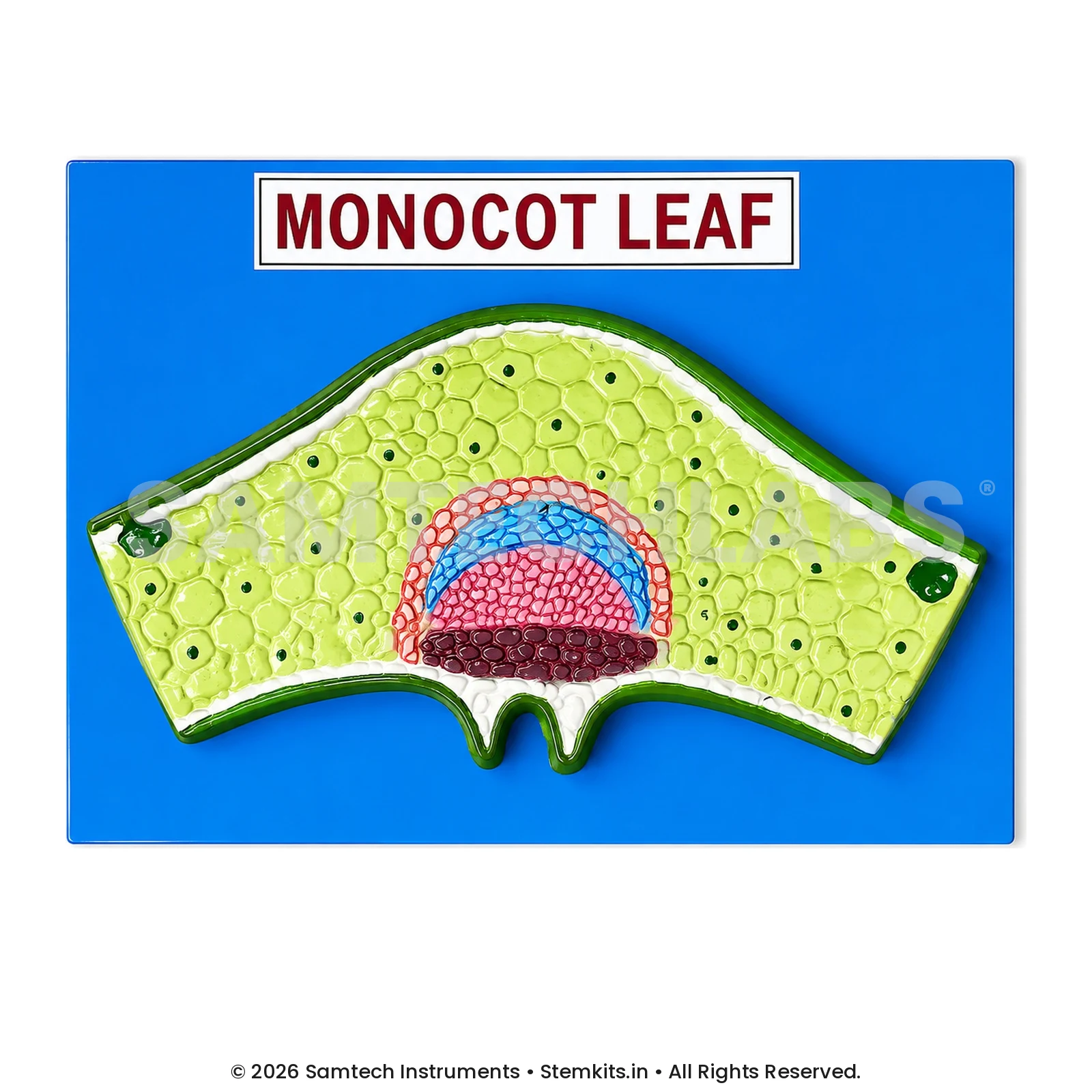 Monocot Leaf Model manufacturer in India