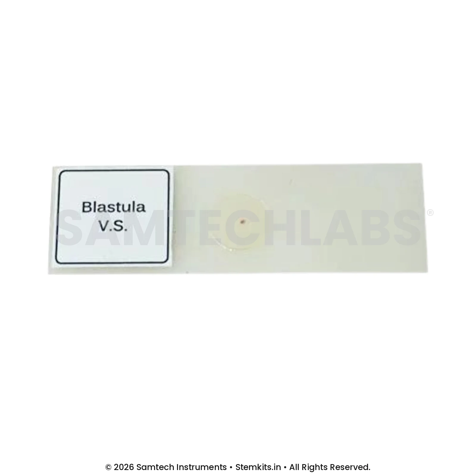Blastula Slide manufacturer in India