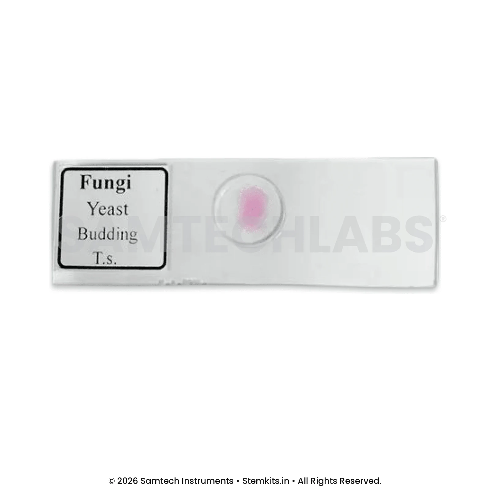 Fungi Yeast Budding Slide manufacturer in India