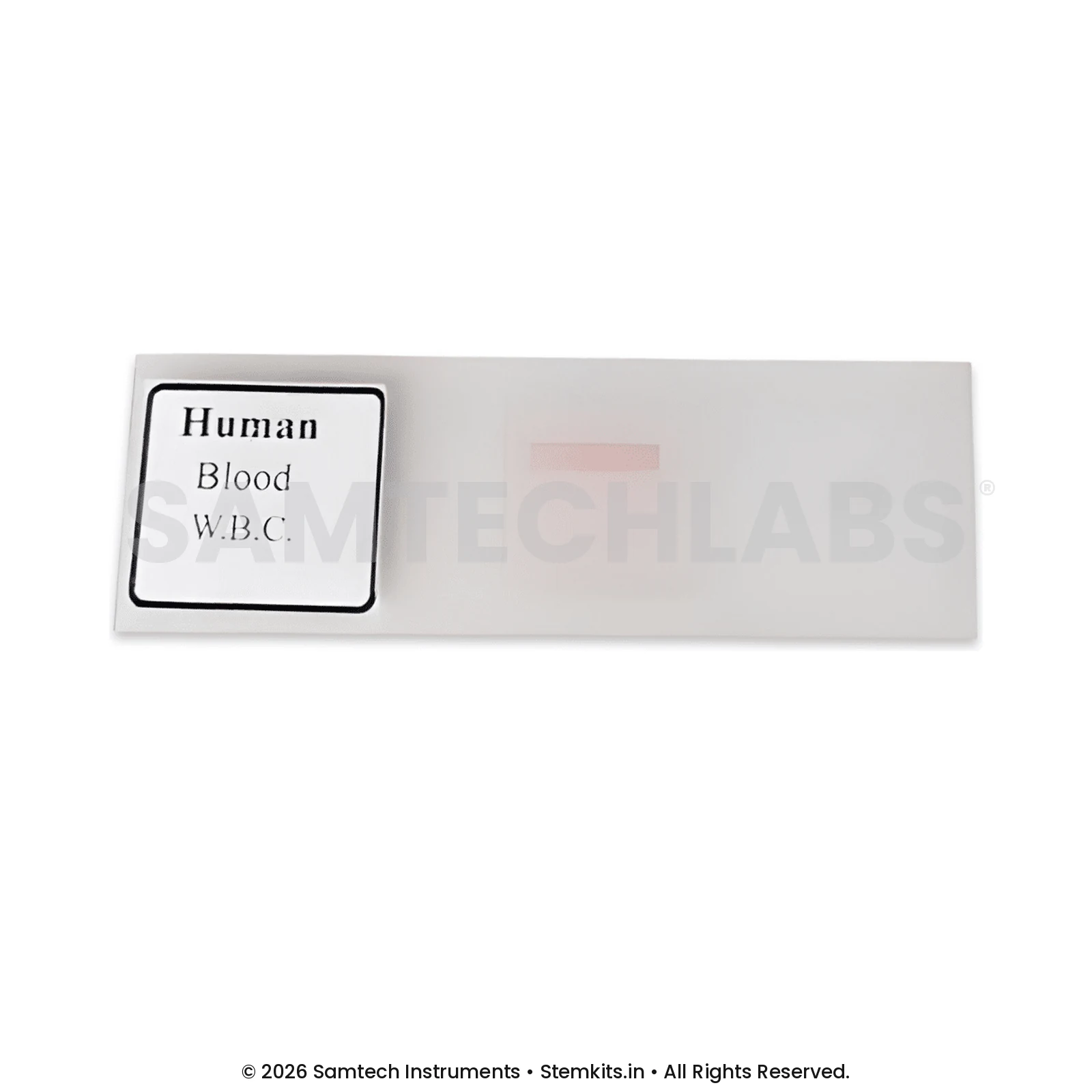 Human Blood W.B.C Slide manufacturer in India