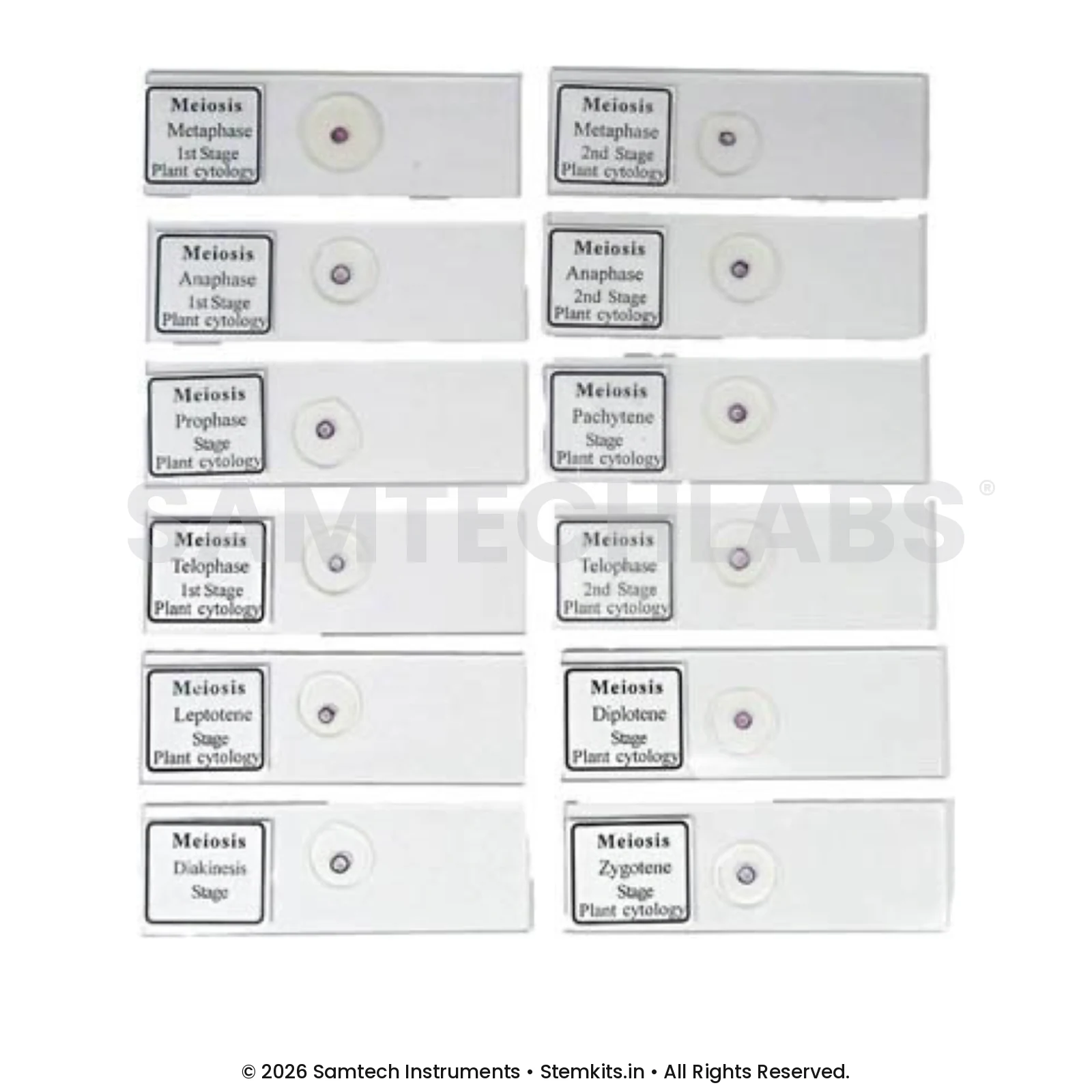 Slide Meiosis (Set of 12) manufacturer in India