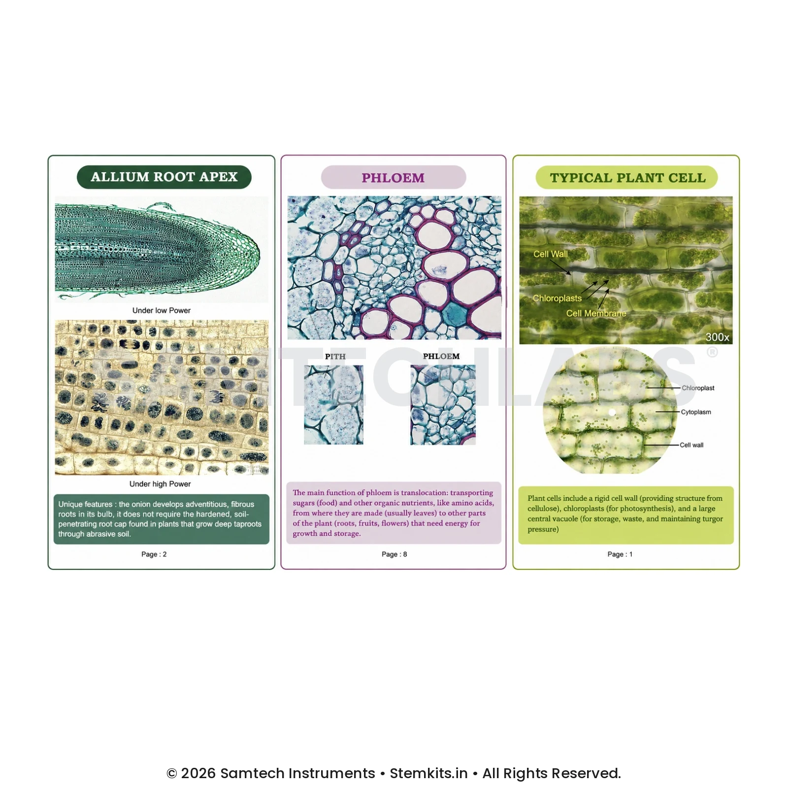 Microscopic Structures (Set of 52 Charts) manufacturer in India