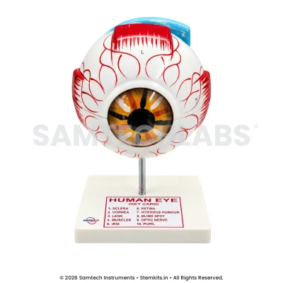 Human Eye Model - Big manufacturer in India