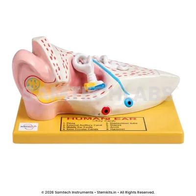 Human Ear Model - Small