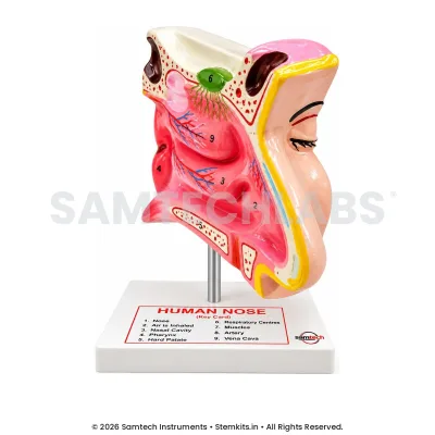 Human Nose Model - Regular manufacturer in India