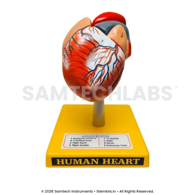 Human Heart Model - Standard