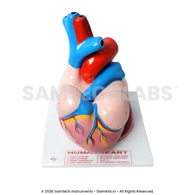 Human Heart Model - Jumbo manufacturer in India