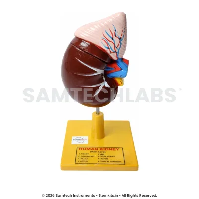 Human Kidney Model - Regular manufacturer in India