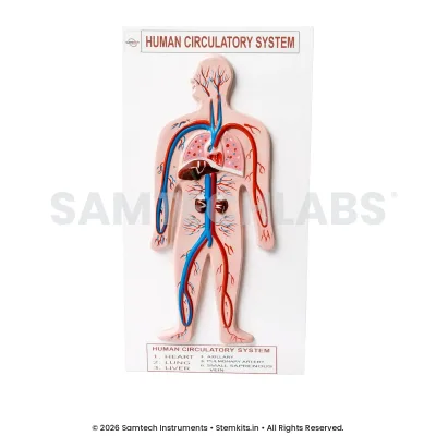 Human Circulatory System Model - Small