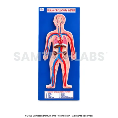 Human Circulatory System Model - Big manufacturer in India