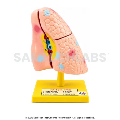 Human Lungs Model - Small manufacturer in India