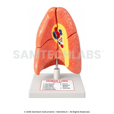 Human Lungs Model - Big manufacturer in India