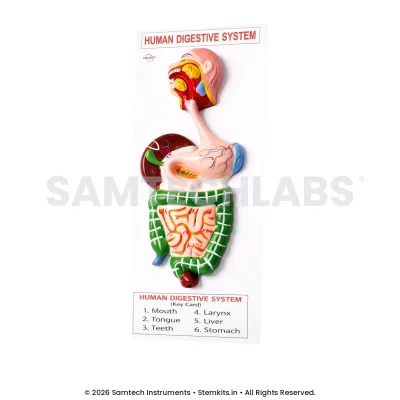 Human Digestive System Model - Small manufacturer in India