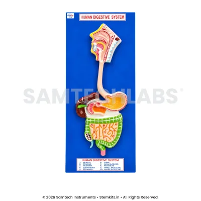 Human Digestive System Model - Big manufacturer in India