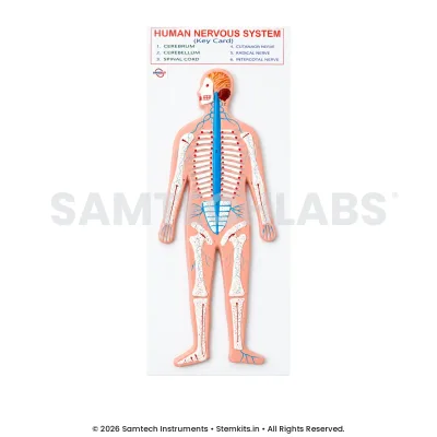 Human Nervous System Model - Small