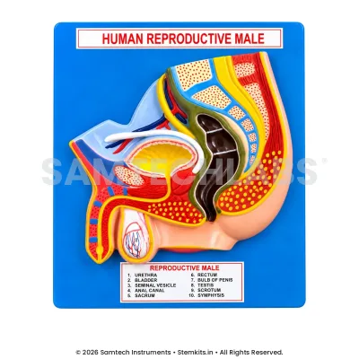 Male Reproductive System Model - Small manufacturer in India