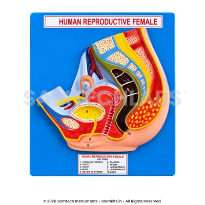 Female Reproductive System Model - Small manufacturer in India