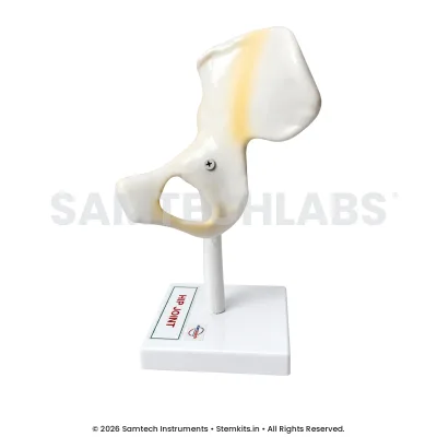 Hip Joint Model manufacturer in India