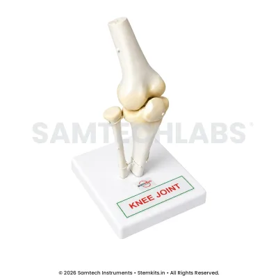 Knee Joint Model manufacturer in India