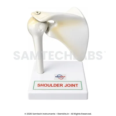 Shoulder Joint Model manufacturer in India